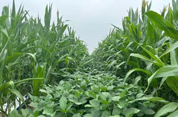 2024年大豆玉米帶狀復(fù)合種植田雜草防治技術(shù)指導意見