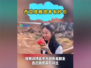 西瓜增糖提香有妙招，使用潤博盛親大地有機(jī)酵素，西瓜甜度前后對比
