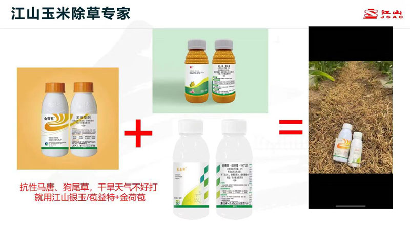 天氣干旱 玉米田超好用的除草劑方案推薦！除草干凈，不傷苗！
